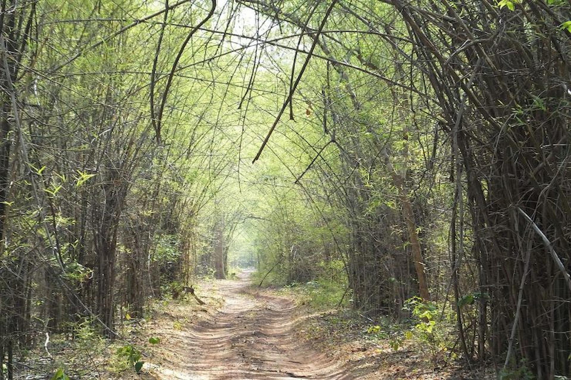 Tadoba Accommodation