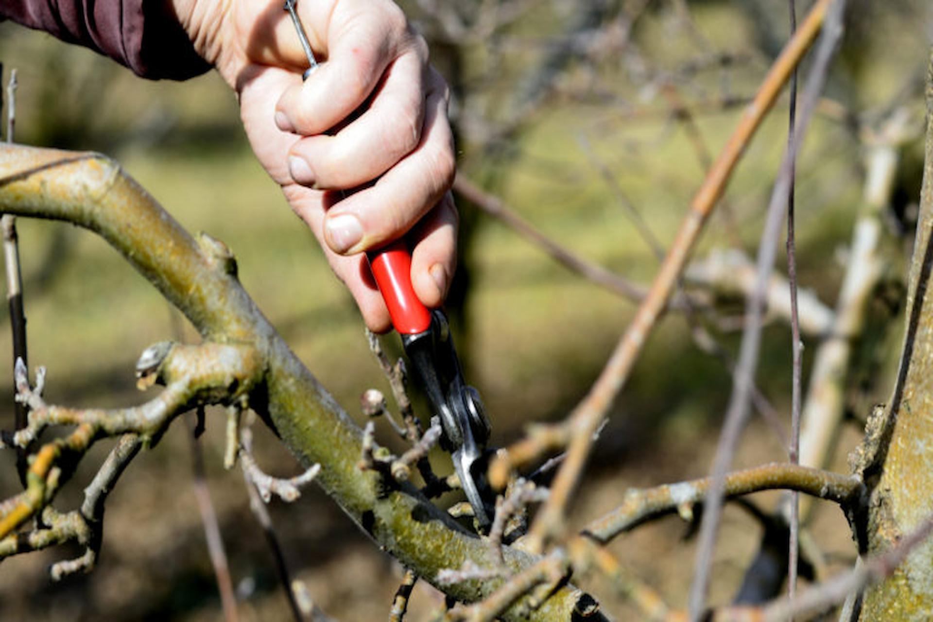 tree surgeons